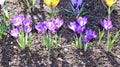 Yellow and lilac crocus flowers in the garden Royalty Free Stock Photo