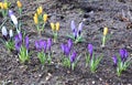 Yellow and lilac crocus flowers in the garden Royalty Free Stock Photo