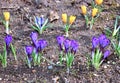 Yellow and lilac crocus flowers in the garden Royalty Free Stock Photo