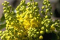 Yellow lilac flowers photographed from close up Royalty Free Stock Photo