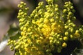 Yellow lilac flowers photographed from close up Royalty Free Stock Photo