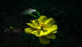 Yellow Lili flower at the afternoon time in a deep forest.Small amount of sun light falling on the flower.