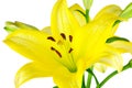 Yellow Lilies Royalty Free Stock Photo