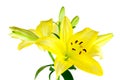 Yellow Lilies Royalty Free Stock Photo