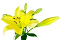 Yellow Lilies Royalty Free Stock Photo