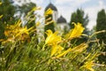 Yellow lilies on a background of an old temple, flowers and a church