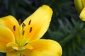 Yellow lilies blooming in the garden, beautiful summer flowers Royalty Free Stock Photo