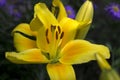 Yellow lilies blooming in the garden, beautiful summer flowers Royalty Free Stock Photo