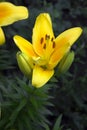 Yellow lilies blooming in the garden, beautiful summer flowers Royalty Free Stock Photo