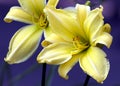 Yellow lilies blossom in garden Royalty Free Stock Photo