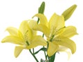 Yellow lilies on a branch