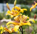 Yellow lilies