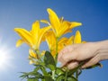 Yellow lilies in garden Royalty Free Stock Photo