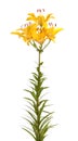 Yellow lilies, isolated. Royalty Free Stock Photo