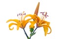 Yellow lilies isolated on white Royalty Free Stock Photo