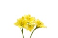 yellow lilies isolated on white background Royalty Free Stock Photo