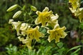 yellow lilies