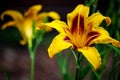 Yellow Lilies