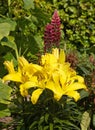 Yellow lilies in a summers garden Royalty Free Stock Photo