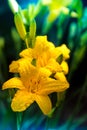 Yellow lilies and water drops. Lilies in a dark garden. Flower with dew Royalty Free Stock Photo