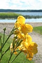 Yellow lilium on the background of see