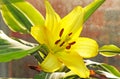 Yellow Lilium candidum