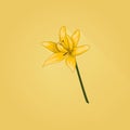 Yellow lilium flower. Royalty Free Stock Photo