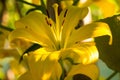 Yellow Lilium Flower Royalty Free Stock Photo