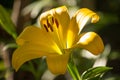 Yellow Lilium Flower Royalty Free Stock Photo