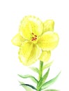 Yellow Lilium