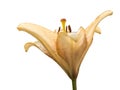Yellow Lillie flower with stem side view isolated Royalty Free Stock Photo
