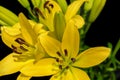 Yellow lillies 3 Royalty Free Stock Photo