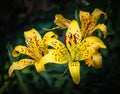 Yellow lillies on a dark background Royalty Free Stock Photo