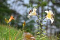 Yellow lillies flowers growing in wilderness and blooming in July, 2023. Royalty Free Stock Photo