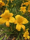 Yellow lillies Royalty Free Stock Photo