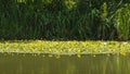 Yellow lillies reflecting in the lake Royalty Free Stock Photo