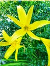 Yellow lillies in summer sun Royalty Free Stock Photo