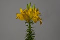Yellow Lillium flower Royalty Free Stock Photo