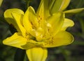 Yellow lilly
