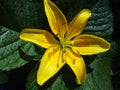 Yellow lilly