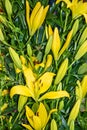Yellow lilly natural flowers in spring Royalty Free Stock Photo
