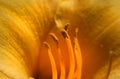 Yellow Lilly Close Up Royalty Free Stock Photo