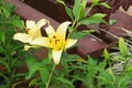 Yellow lilly flower Royalty Free Stock Photo