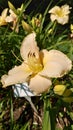 Yellow Lilly flower in full bloom at the botanical garden Royalty Free Stock Photo