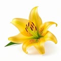 Yellow Lilly flower isolated. Illustration AI Generative