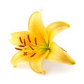 Yellow Lilly flower isolated. Illustration AI Generative