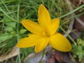 Yellow lilly flower looks fresh and healthy Royalty Free Stock Photo