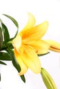 Yellow lilly flower on white b