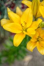 Yellow lilly flowers in the garden, flora