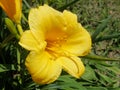 Yellow Lilly, Muscoda, Wisconsin